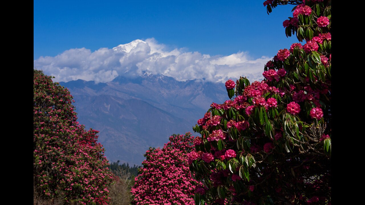 Rhododendron season