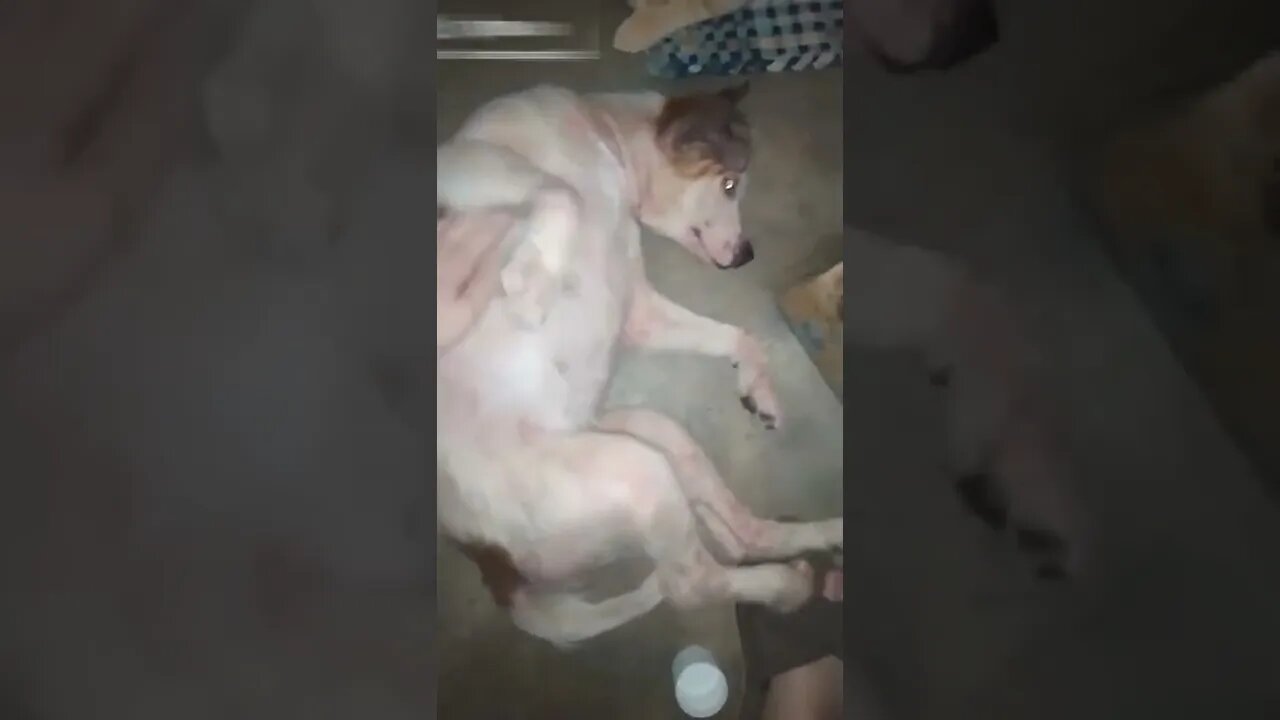 Funny dog video Cute and naughty dog doing funny things #32
