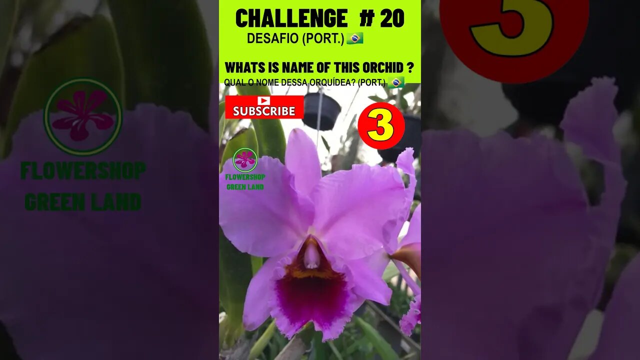 CHALLENGE # 20 |WHATS IS NAME OF THIS ORCHIDS?|YOU WANT TO LEARN? |# SHORT