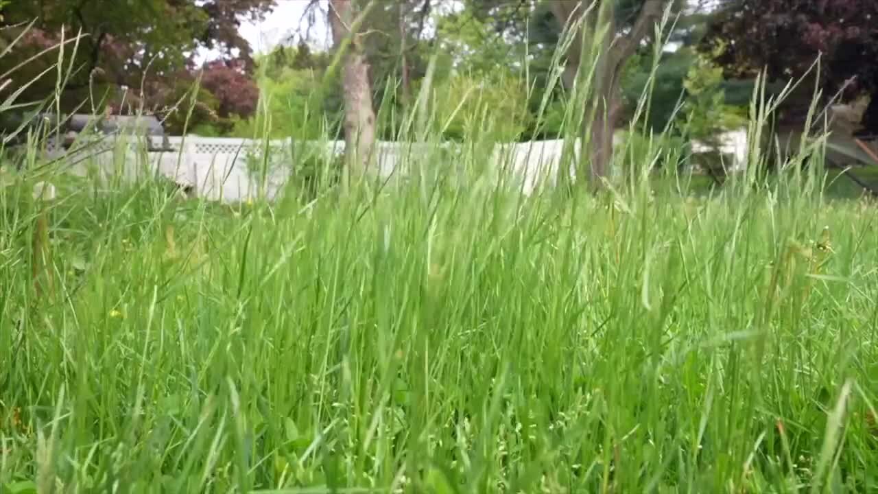 Lansing residents upset about potential fines during ‘No Mow May’