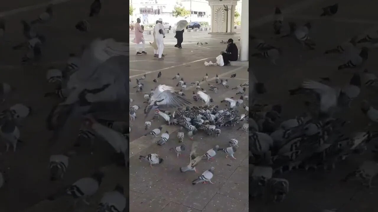 Pigeons: Pyaray Madina ky pyaray kabotar | Pigeons of Madina, MashAllah