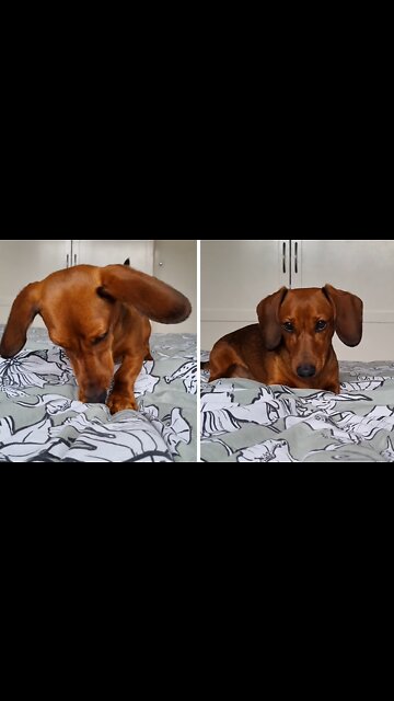Cute Dachshund Loves Scratching & Digging On The Bed