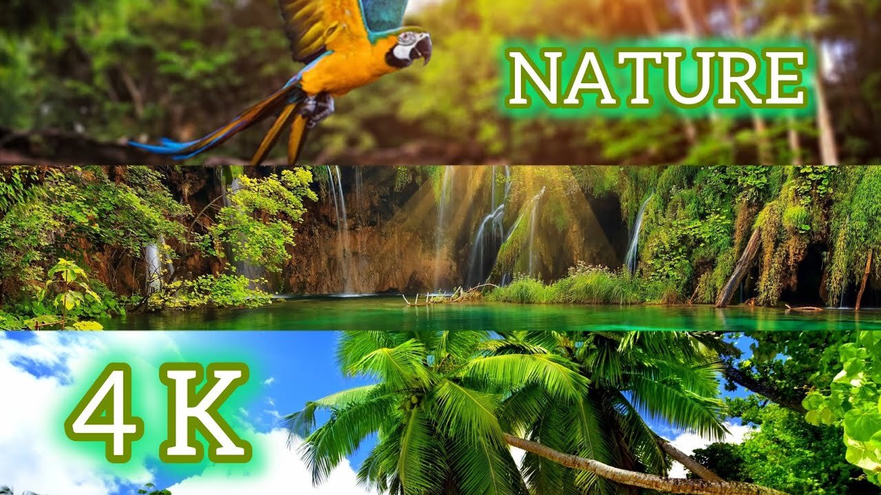 Green Nature 4k Beautiful Animals