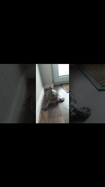 The great escape 🐢 Style #pets