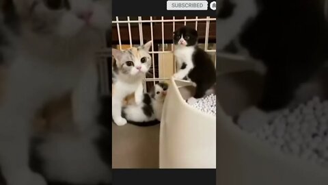 cute cat videos 😹 funny videos 😂😸
