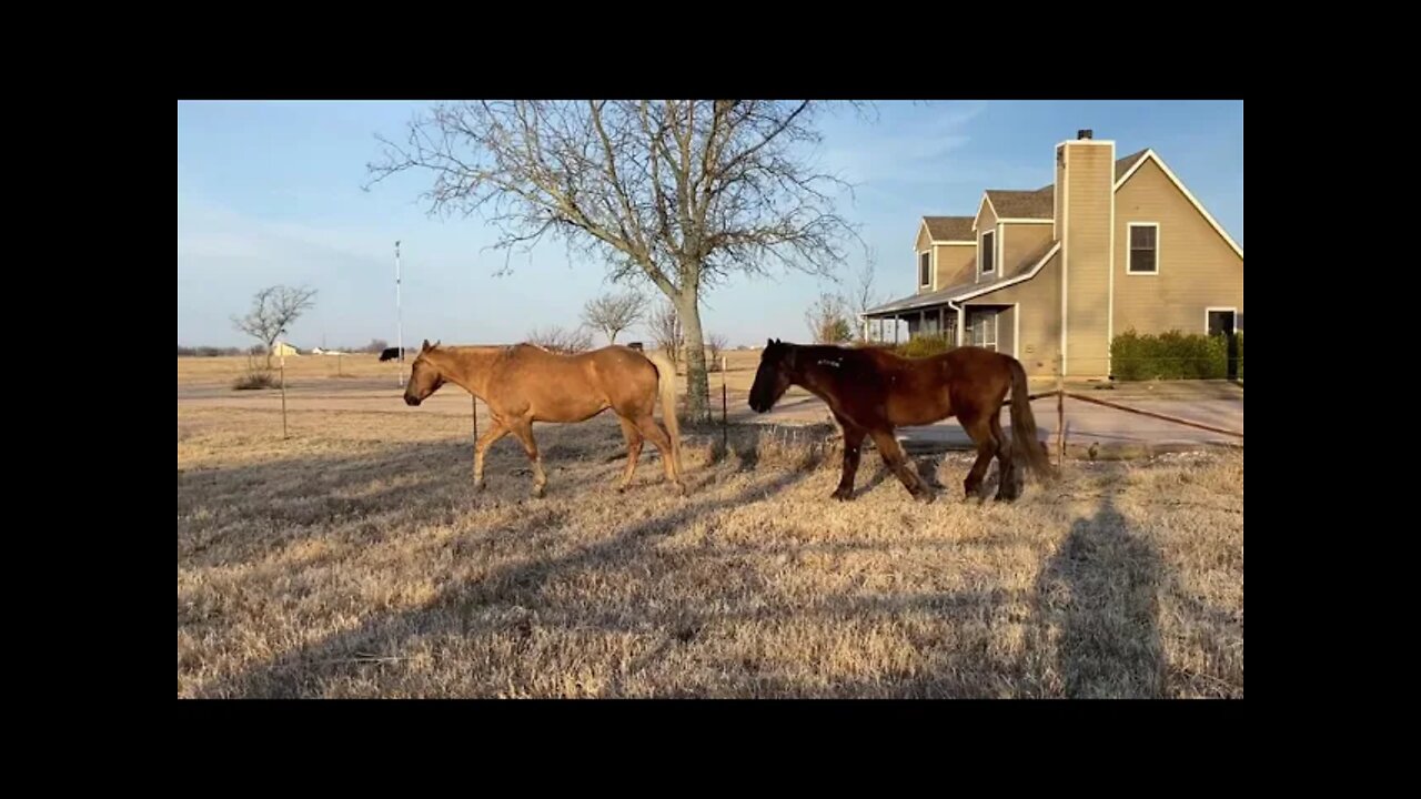 Discussing Horse Dentist Visit & Veterinarian Horse Behavior Knowledge