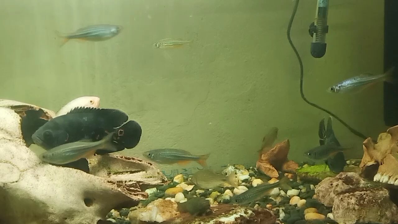 giant danios