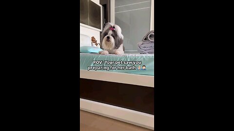 #funny dog