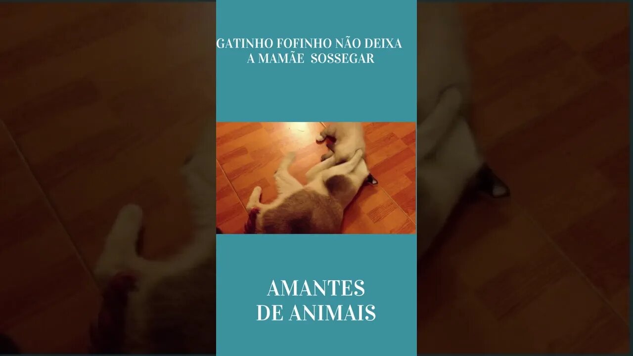 GATINHO FOFINHO NÃO DEIXA A MAMÃE SOSSEGAR