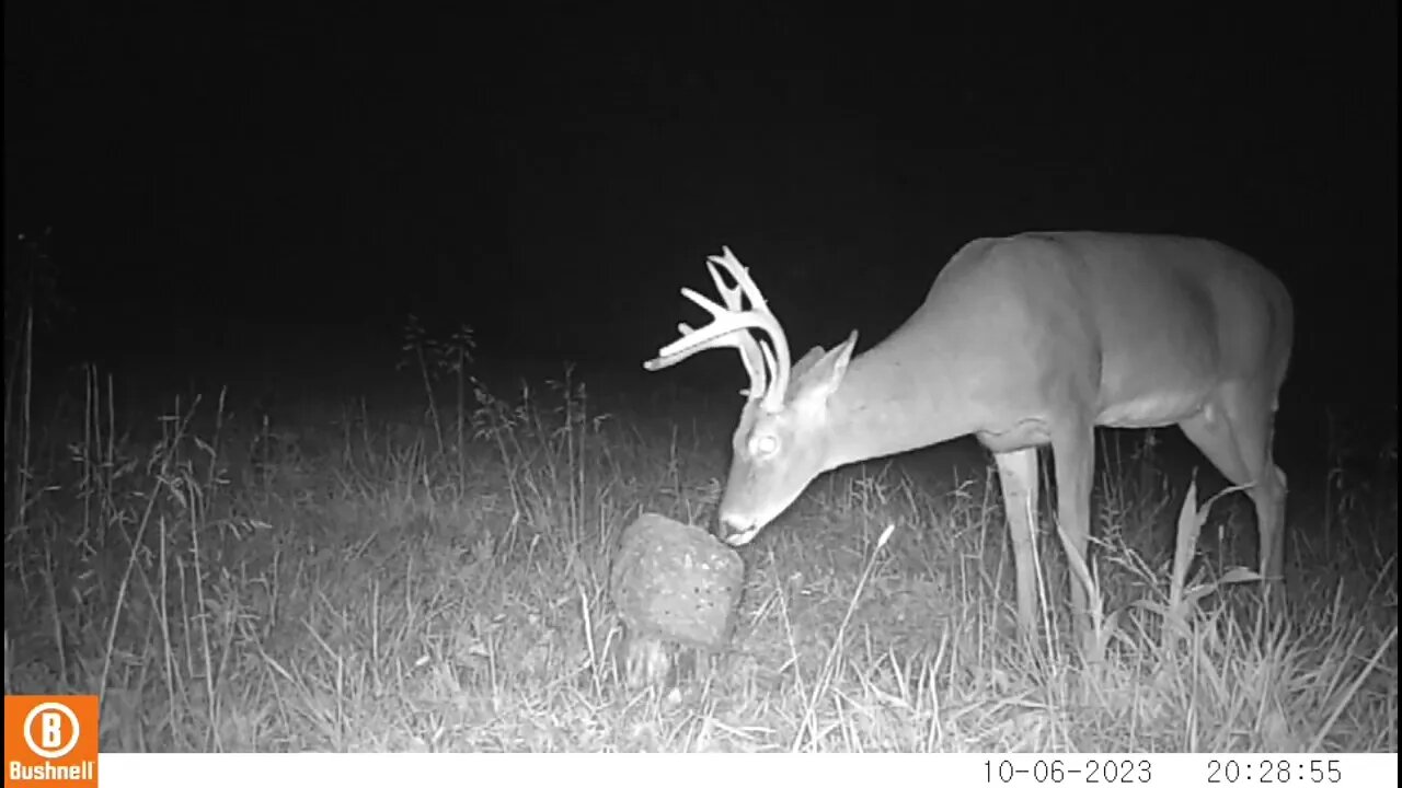 Trail Camera captures of Wildlife in Middle Tennessee 31