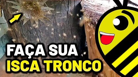 ISCA TRONCO para abelhas sem ferrão | Passo a passo