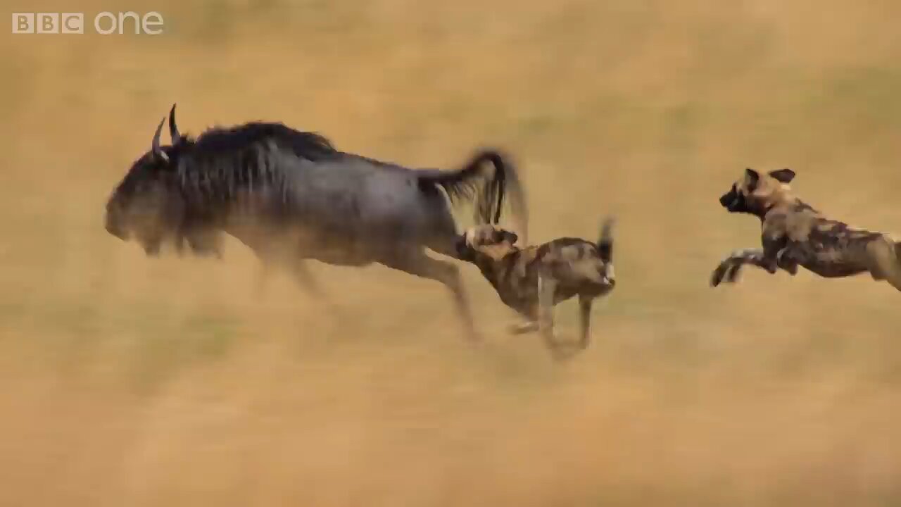 Wild Dogs Amazing relay hunting Life Story Videos