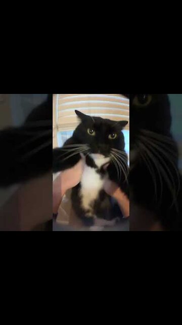 top funny cats videos