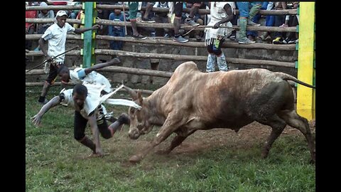 OMG 🤯Bull Got Dangerous 😱