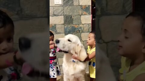 Golden Retriever | Puppy and the Babies Playing |. #shorts #goldenretriever #babies #dogshorts