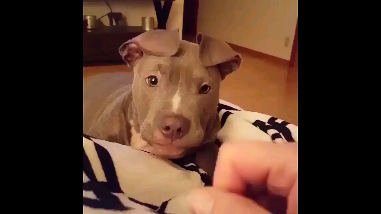 cute puppy