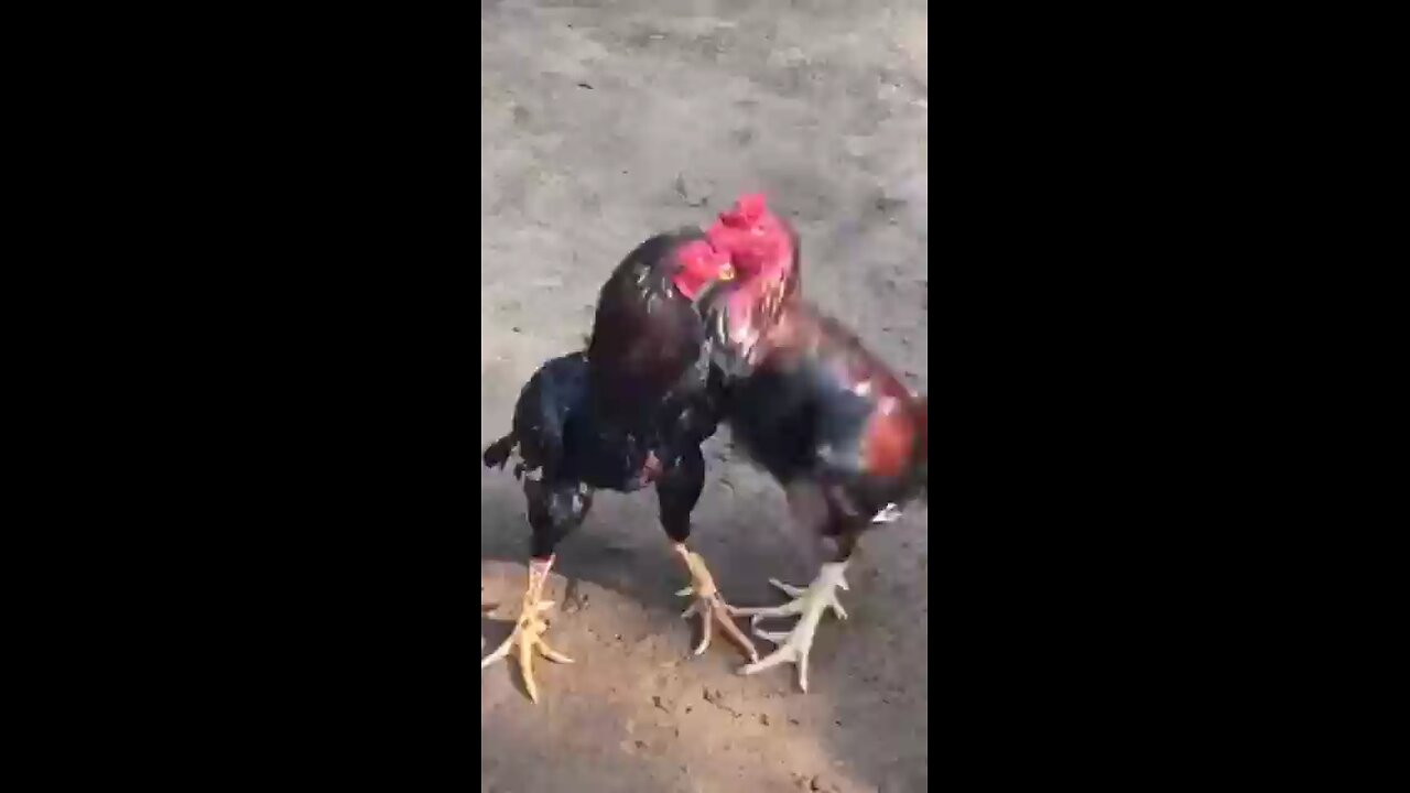 cock fight