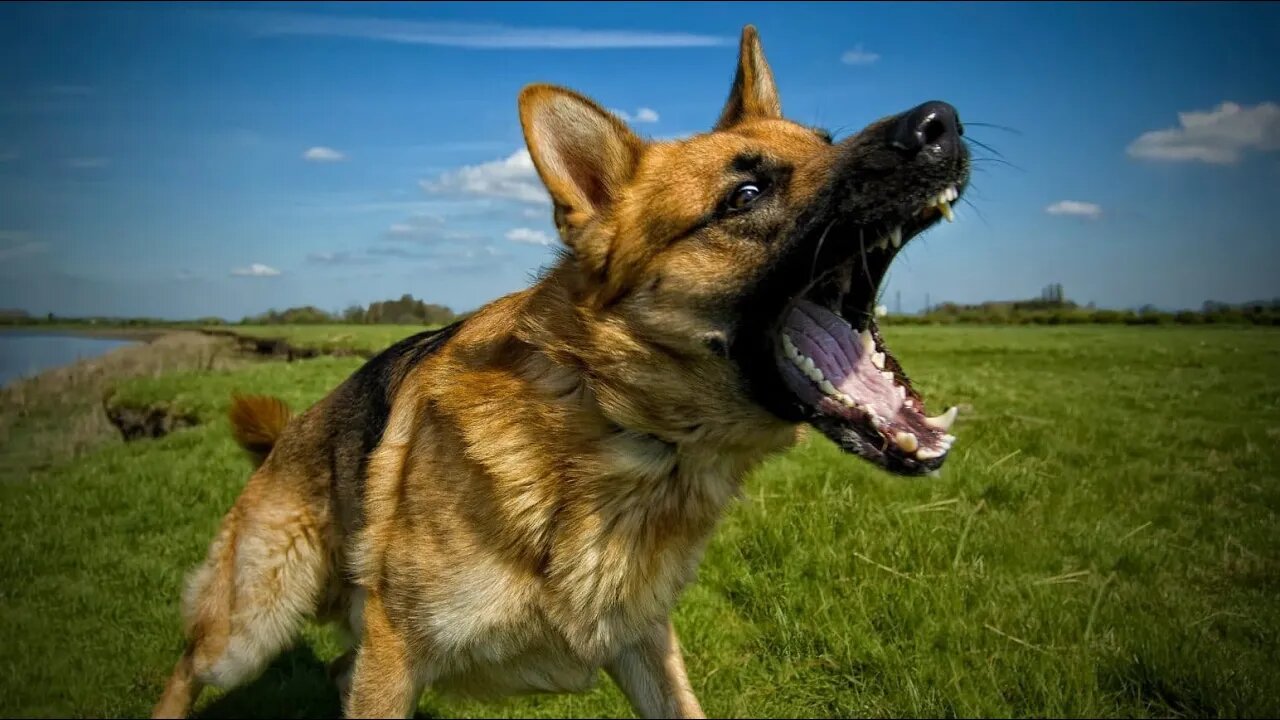 unleashed dogs out of control at the European Parliament