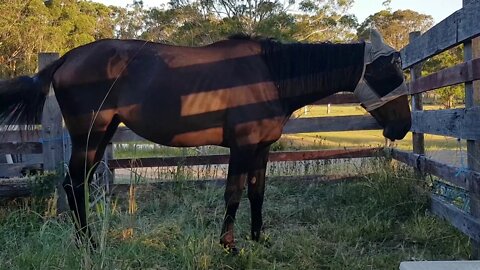 Pregnant mare putting on weight after being neglected. The first time she's stopped eating.