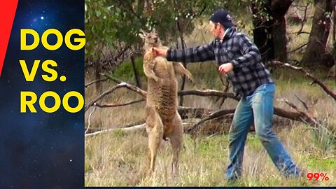 Hunt For a Cancer Sufferer - Man Fights Kangaroo to Save His Dog