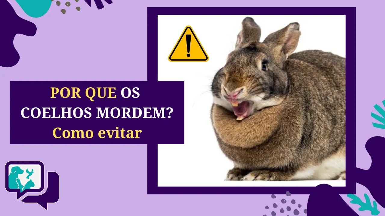 Por que os COELHOS MORDEM? Como EVITAR as MORDIDAS de um COELHO