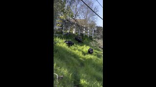 Wild Turkeys
