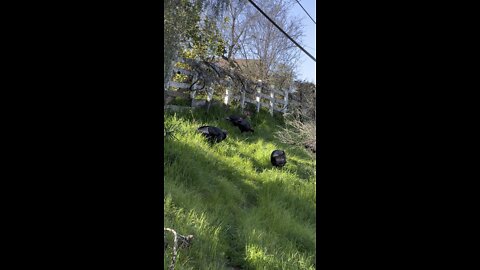 Wild Turkeys