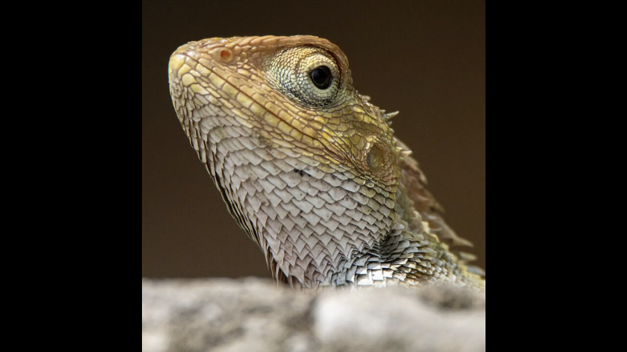 Extraordinary baby lizard moving shot