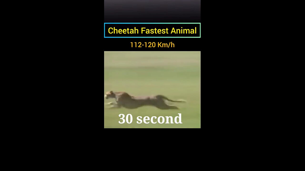 speed of cheetah