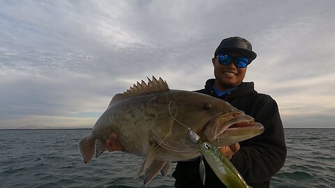 Strange California Tactics for Florida Gag Groupers NEVER BEFORE SEEN