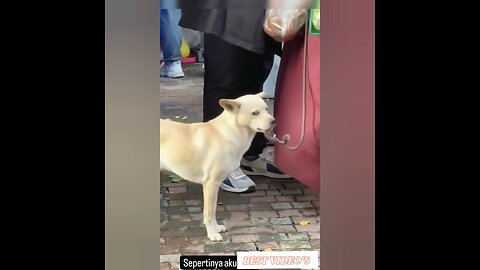 funny animal videos 2024