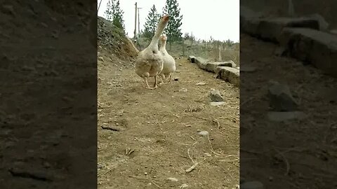 #goose #geese #guardgoose #homesteading #homesteadlife #farm #farmlife #farmanimals #cuteanimals