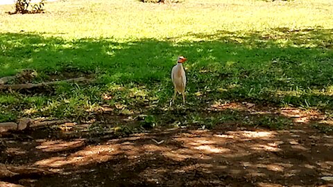 Heron swallows a whole chicken wing