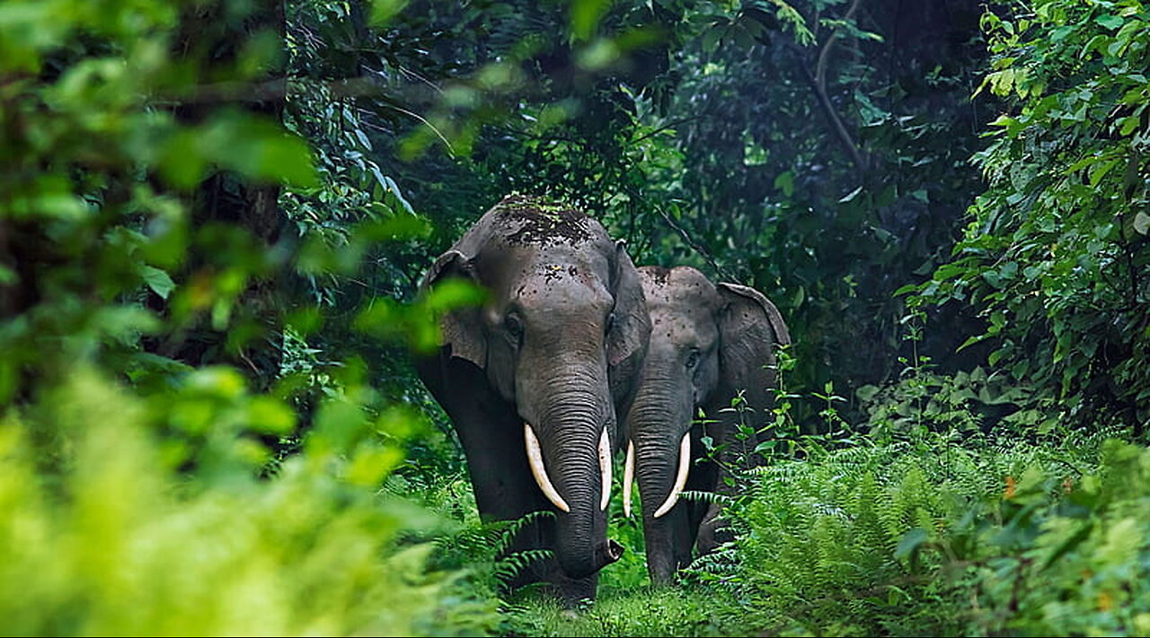 Ahmed elephant treasure of world