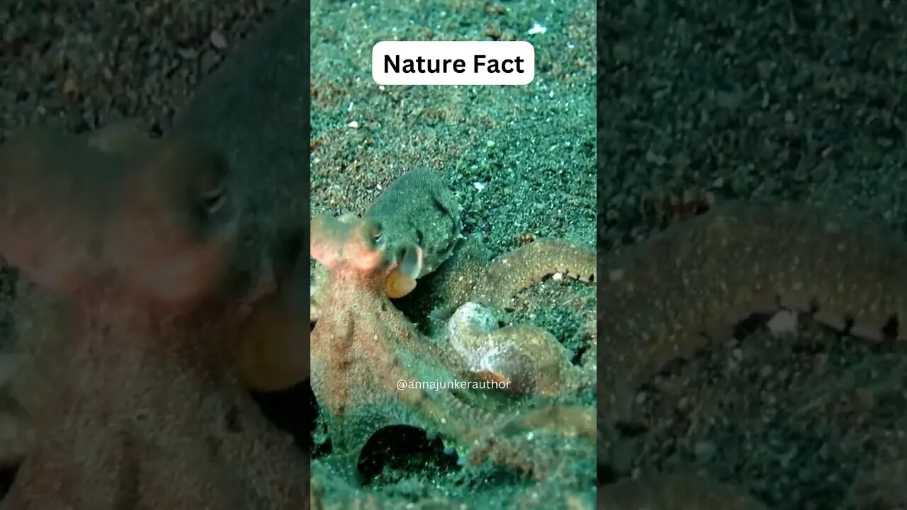 Incredible Life Of A Mother Octopus: Fact Of The Sea Uncovered #shorts