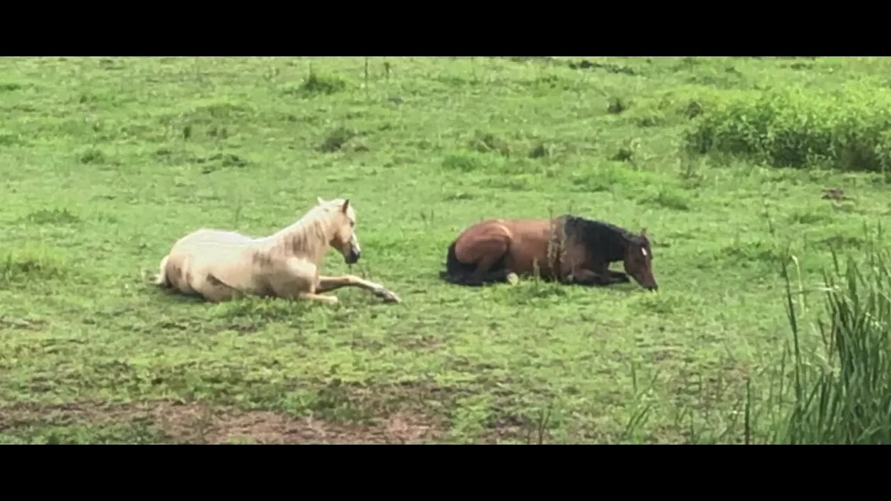 Brumby mares having a daytime snooze. Note how she props her head up to fool predators.