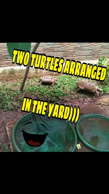TWO TURTLES ARRANGED IN THE YARD