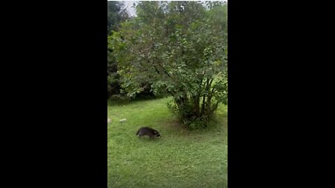 Raccoons Refuge In Garbage Bin