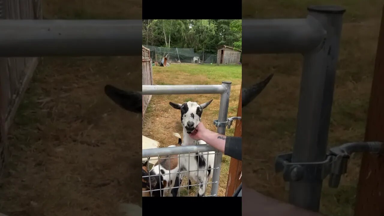 Beware the Headbanger Goat