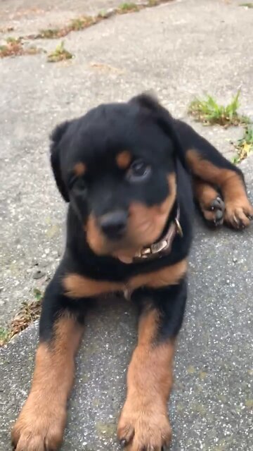 German Rottweiler