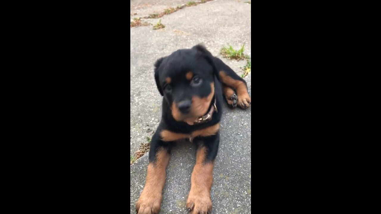 German Rottweiler