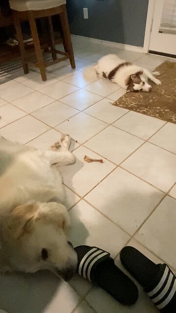 Pomsky: trying to steal his big brothers treat.