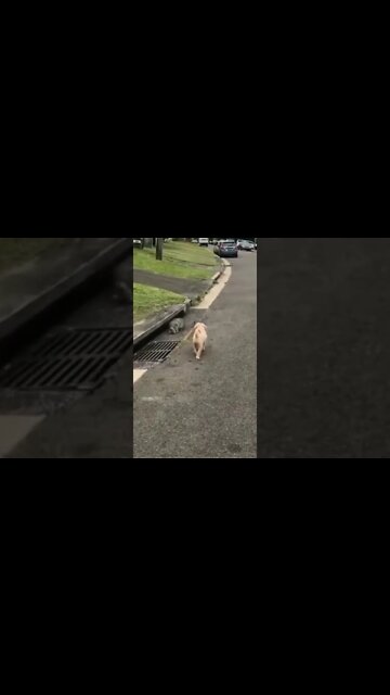 os gatos engracados 1 #shorts