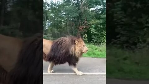 Gorgeous lion making its way along a road
