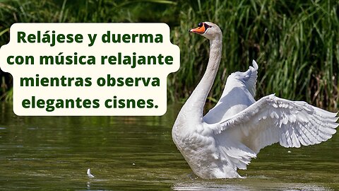 Relájese y duerma con música relajante mientras observa elegantes cisnes.