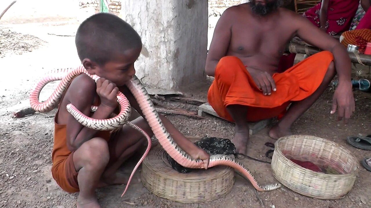 यकीन नहीं होगा कोबरा सांप को पकड़ा बच्चे ने | Small Boy Catch Snake