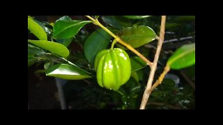 frutíferas produzindo em vaso pitangatuba e do cerrado dovialis uva jambo goiaba roxa cajá sapoti