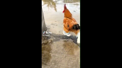 cock modling#funny