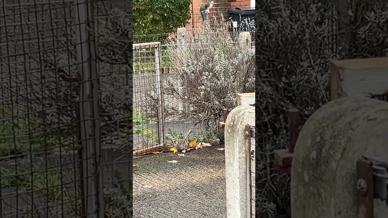Cat 🐈⬛ on a fance