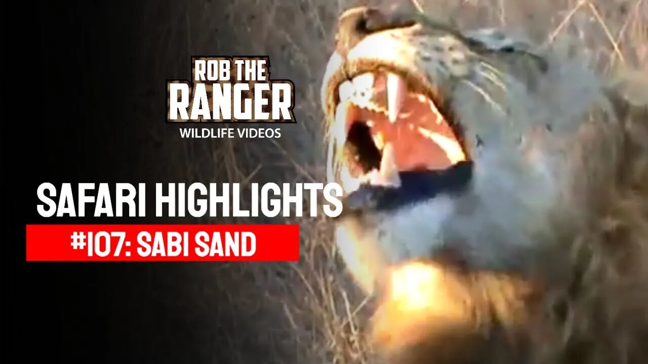 Safari Highlights #107: 30 Jul - 02 Aug 2011 | Sabi Sand Nature Reserve | Latest Wildlife Sightings